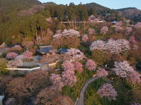 【和歌山県内発】 春の嵯峨野トロッコ列車と嵐山・天空の桜の園「善峯寺」日帰り2